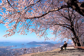 初入桃花地,水清空正明。鸽飞招鹫落,寻花问蝶情。 Large